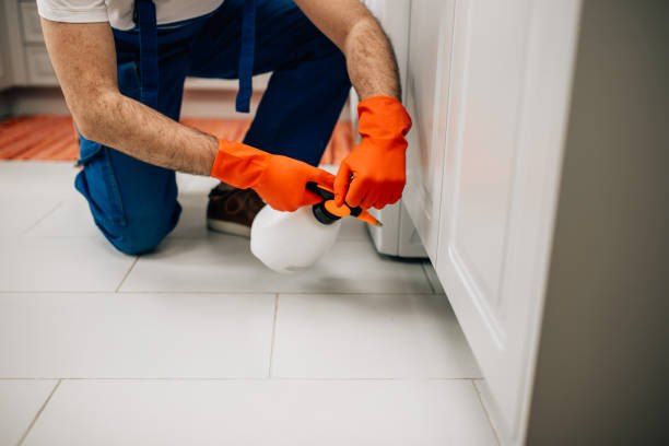 Pest Control Company in First Settlement 01066888859 - 55% Off