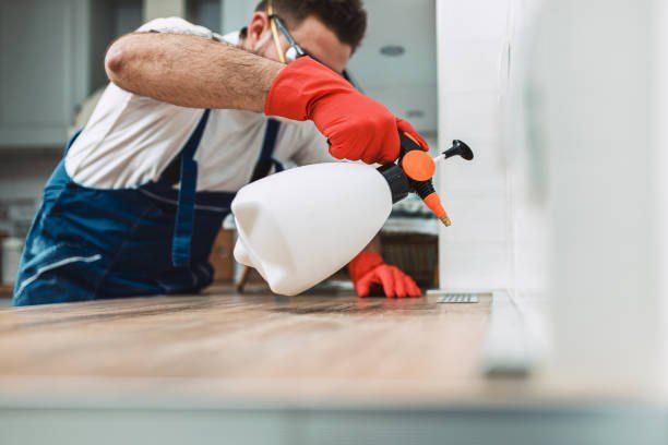 Pest Control Company in Dokki 01066888859 with 55% Off, German Egypt Control