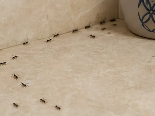 ركن مطبخ فيه نمل