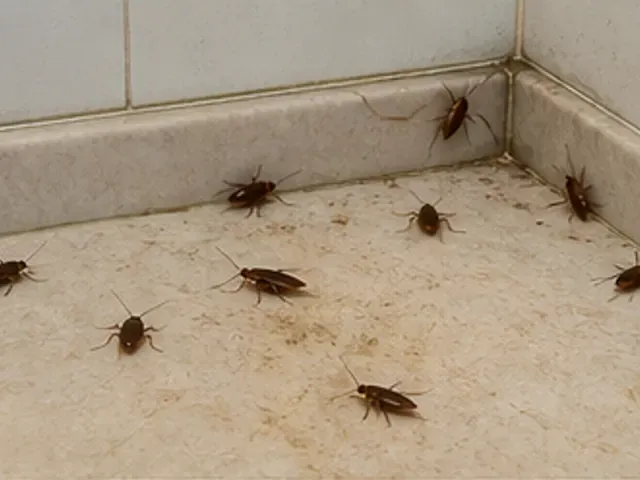 مطبخ مليان صراصير